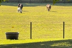 pasture-horses-scaled